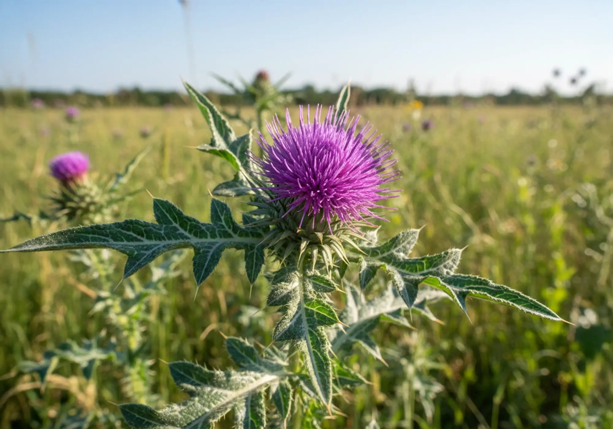 Бял трън: ползи и лечебни свойства