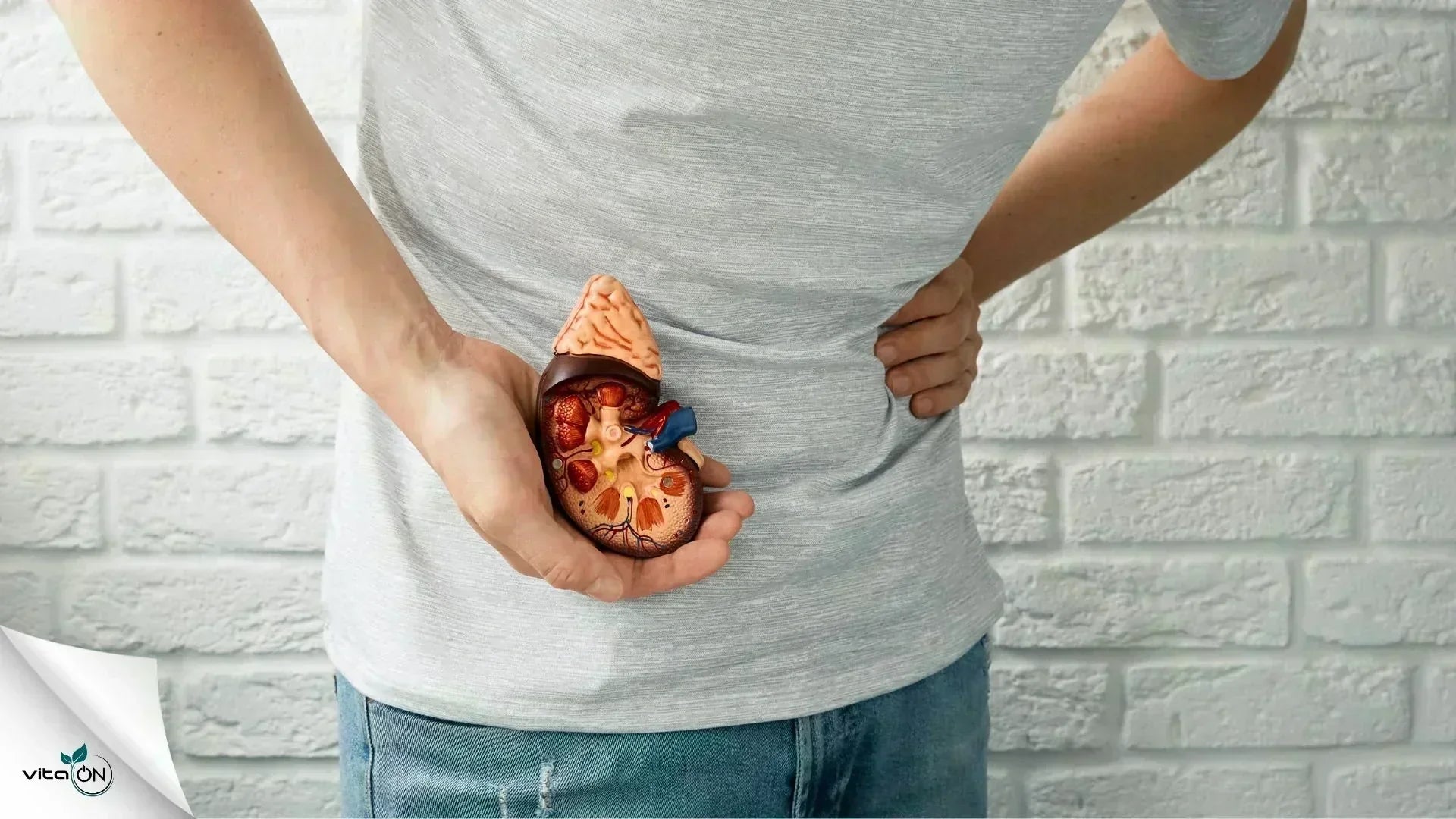 Как да разпознаете бъбречните заболявания?