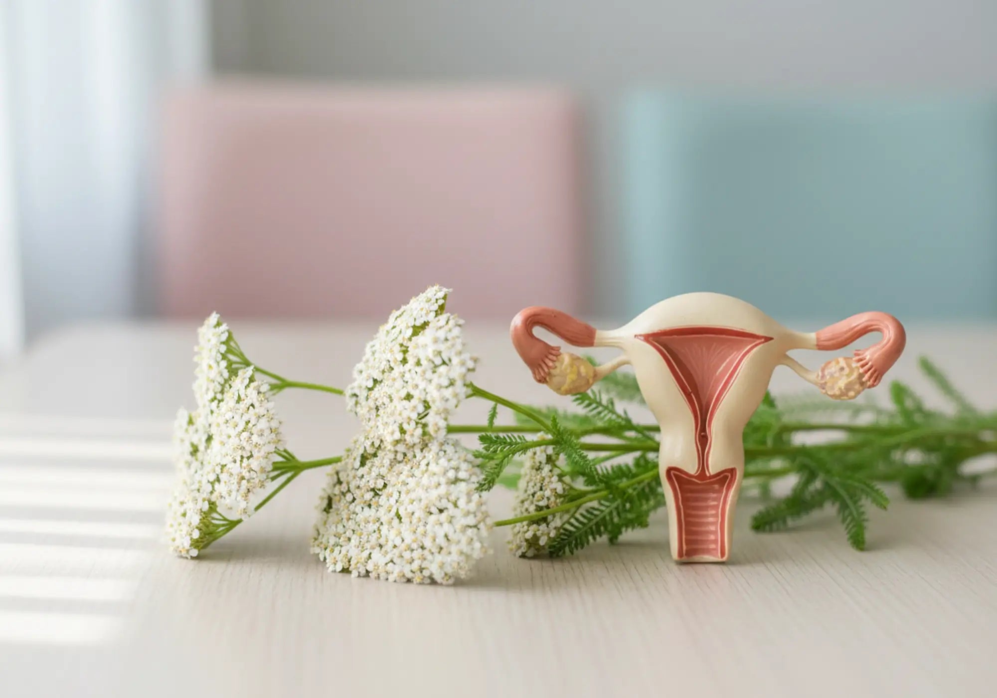 Какви са ползите на белия равнец за матката