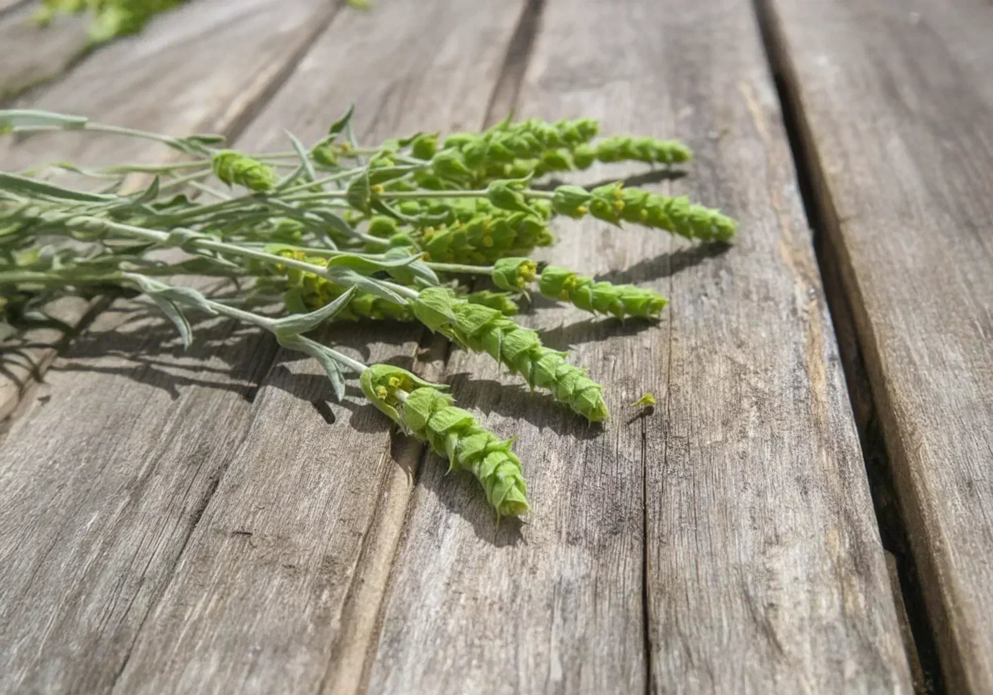 Мурсалски чай - ползи и вреди