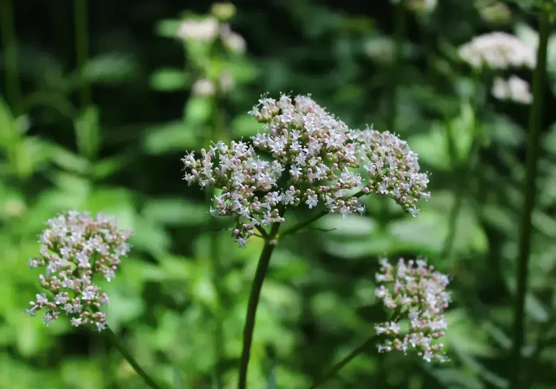Валериана: Противопоказания, вреди и странични ефекти